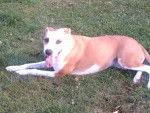 Shirley - American Staffordshire Terrier Femelle (7 ans)