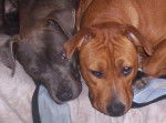 amstaff xena et gandja - American Staffordshire Terrier
