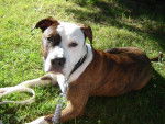 tyson amstaff - American Staffordshire Terrier