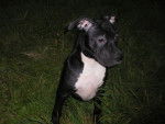 amstaff - American Staffordshire Terrier