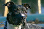 Chanel, une American Staffordshire Terrier femelle