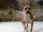 Baloo amstaff - American Staffordshire Terrier