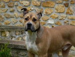 Baloo amstaff - American Staffordshire Terrier