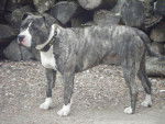 american staffordshire terrier divine - American Staffordshire Terrier