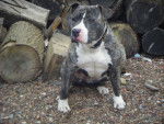 american staffordshire terrier divine - American Staffordshire Terrier