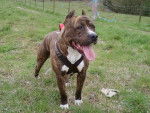 DILEUR - American Staffordshire Terrier Femelle (2 ans)