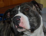 amstaff divine - American Staffordshire Terrier