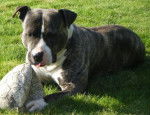 amstaff divine - American Staffordshire Terrier