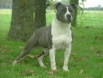Enzo staff 4 ans - American Staffordshire Terrier Mâle (4 ans)