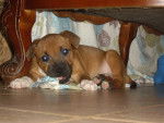 diabolik dragon red - American Staffordshire Terrier Mâle (6 mois)