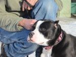 Photo American Staffordshire Terrier