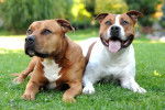 Deux American Staffordshire Terrier allongés dans l'herbe