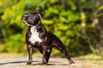 Une femelle American Staffordshire Terrier noir en position statique