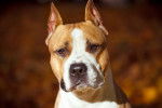 Un American Staffordshire Terrier vu de face