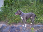 Manou - American Staffordshire Terrier Femelle (5 ans)