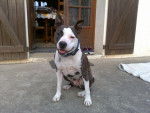 Cassy - American Staffordshire Terrier Femelle (4 ans)