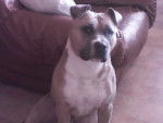 Bernie - American Staffordshire Terrier Mâle (4 ans)