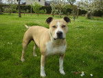 milton - American Staffordshire Terrier Femelle (6 ans)