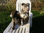 Léo et Bagherra - American Staffordshire Terrier