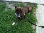 Chief - American Staffordshire Terrier Mâle (2 ans)