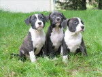 Cirage, Noiro et Simo - American Staffordshire Terrier Mâle (3 mois)
