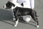 Un femelle Amstaff en concours