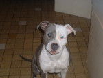 Udji - American Staffordshire Terrier Femelle (1 an)
