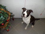 Rash - American Staffordshire Terrier Mâle (12 ans)