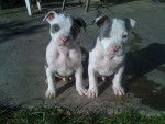 Fost et Face - American Staffordshire Terrier Mâle (2 mois)