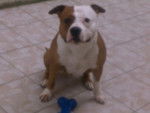 ekon - American Staffordshire Terrier Mâle (3 mois)