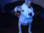 yuna - American Staffordshire Terrier Femelle (1 an)