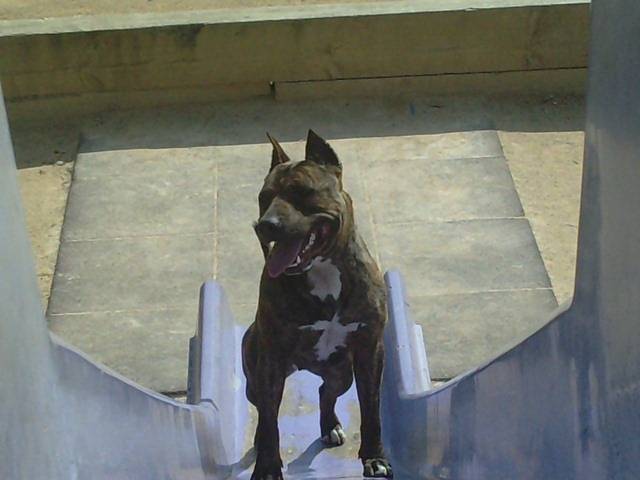 Ordii - American Staffordshire Terrier Femelle (4 ans)