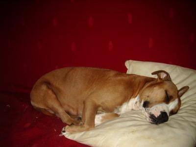 Mokacha dit Moka - American Staffordshire Terrier Femelle (2 ans)