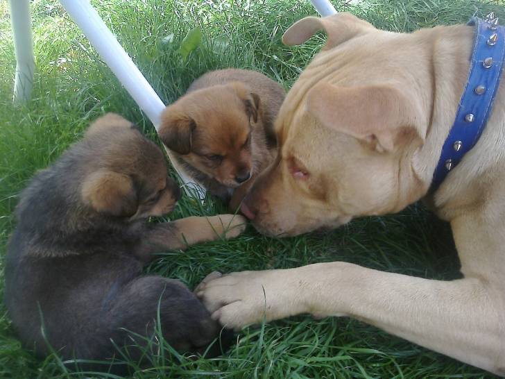 Diego, Shasta y Hachy - American Staffordshire Terrier Mâle (1 an)