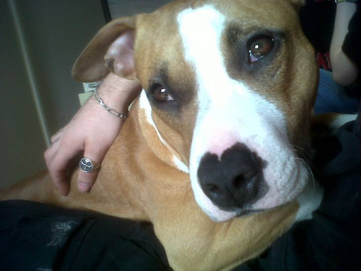 Gipsy - American Staffordshire Terrier Femelle (1 an)