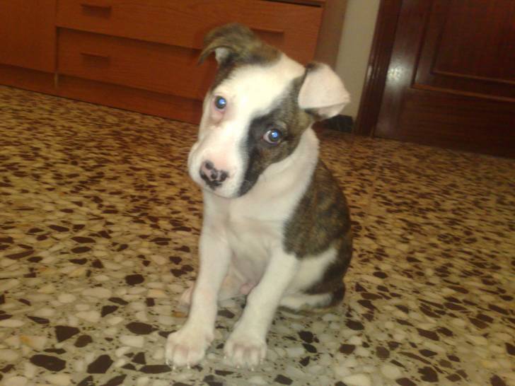 Shadow - American Staffordshire Terrier Mâle (2 mois)