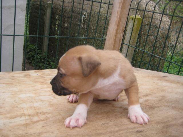 FACO - American Staffordshire Terrier Mâle (1 mois)