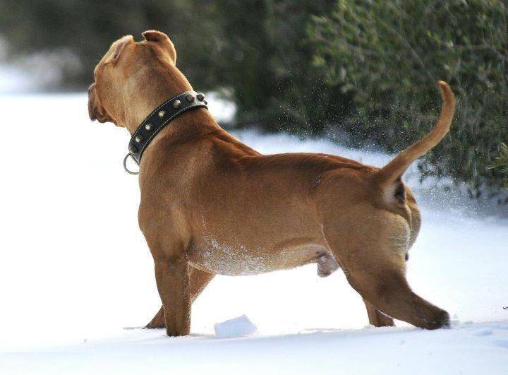 Un mâle American Staffordshire Terrier dans la neige et vu de dos