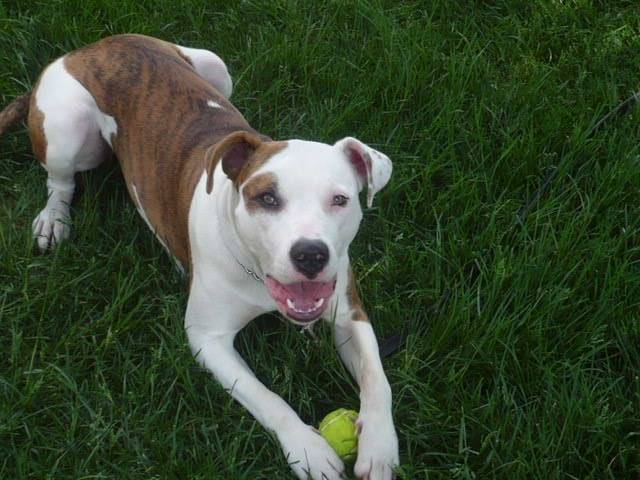 Bonnie - American Staffordshire Terrier Femelle (3 ans)