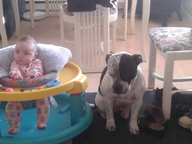 Maggy - American Staffordshire Terrier Femelle (2 ans)