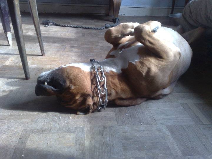 Spike - American Staffordshire Terrier Mâle