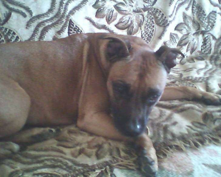 Syra - American Staffordshire Terrier Femelle (9 ans)