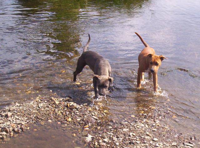 amstaff gandja et xena - American Staffordshire Terrier