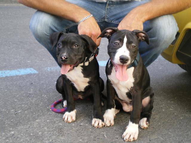 américan staffordshire terrier - American Staffordshire Terrier