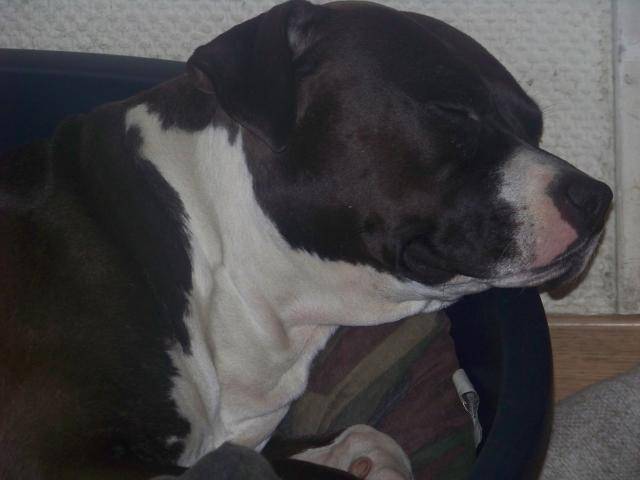 American Staffordshire Terrier - Chapka - American Staffordshire Terrier Femelle