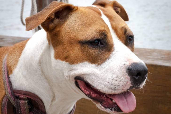 Un American Staffordshire Terrier fauve pan blanc vu de face