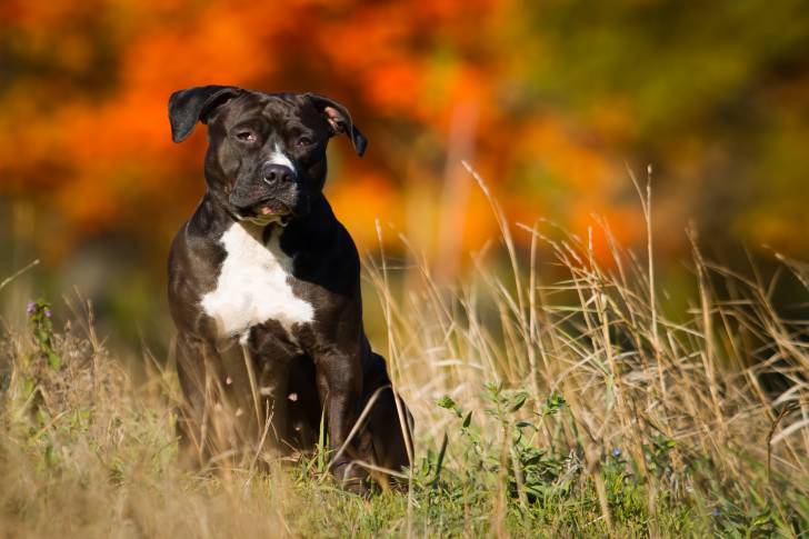Une femelle Amstaff à la robe noire