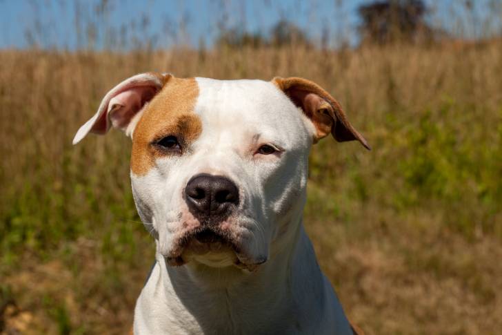 Tête d'un Amstaff fauve panache blanc