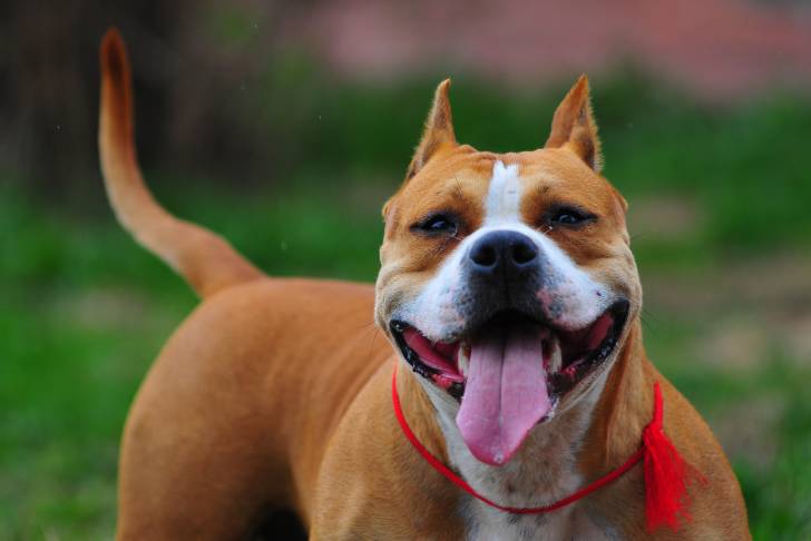 Un American Staffordshire Terrier vu de face