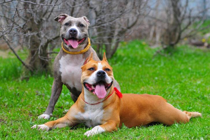 Deux American Staffordshire Terrier allongés dans l'herbe